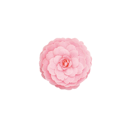 tsubaki-300x300